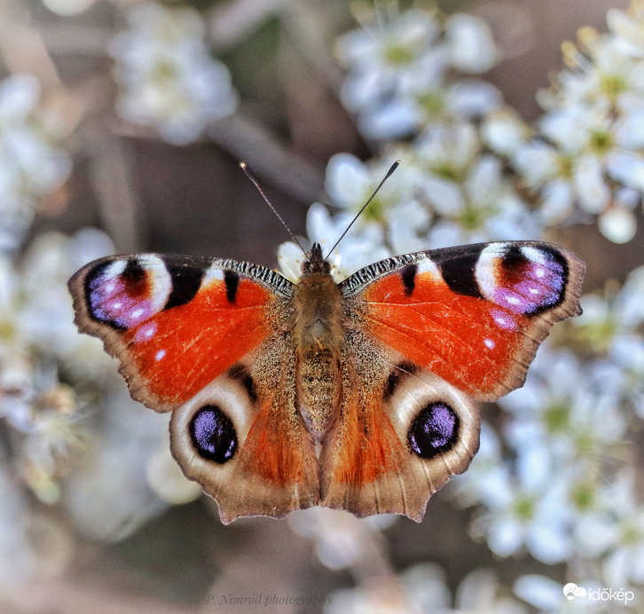 Nappali pávaszem :)