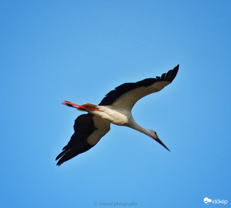 Gólya repülés közben ☺️
