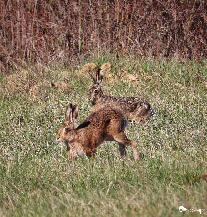 Húsvéti találkozás. Találkoztam 3 nyuszival is a mai napon, ráadásul az egyiküknek kék szeme volt ☺️. Kellemes húsvéti ünnepeket kívánok Mindenkinek ☺️