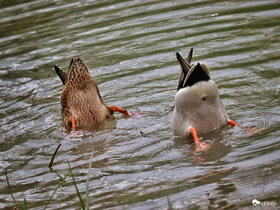 Kimondottan modellalkatok :D