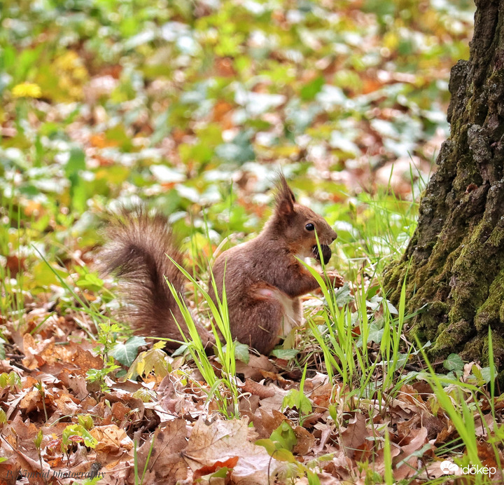 Zsákmánnyal ☺️