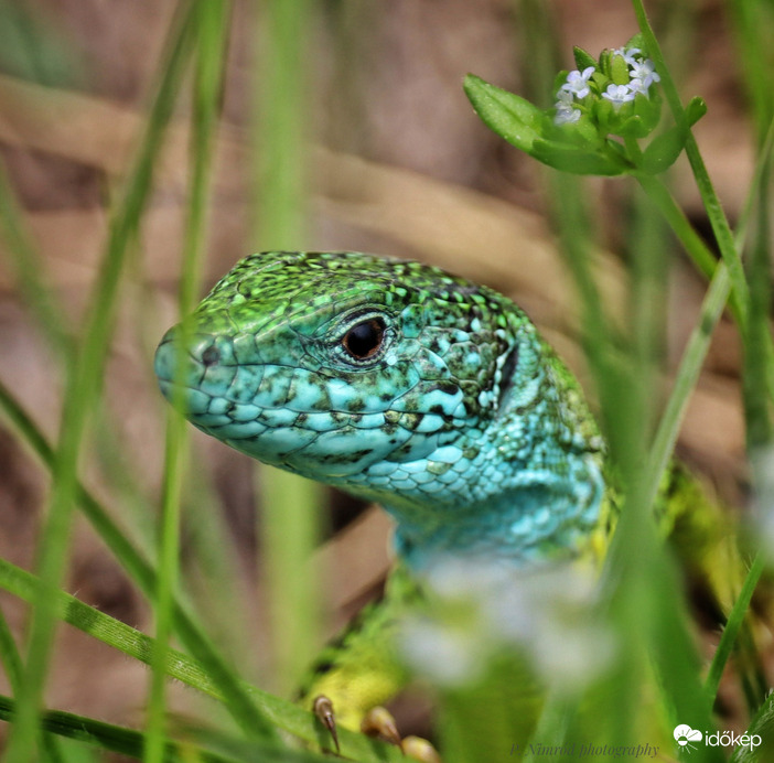 Zöld gyík portré ☺️