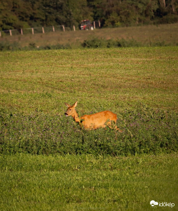 Pihen(őz)