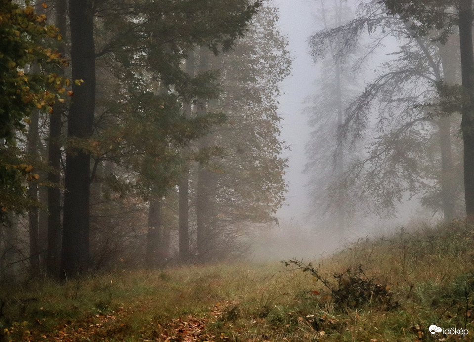 Ködös erdőben 