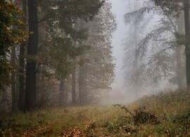 Ködös erdőben 