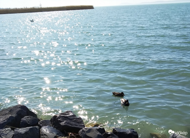 Tőkés réce, háttérben a hattyúval :)