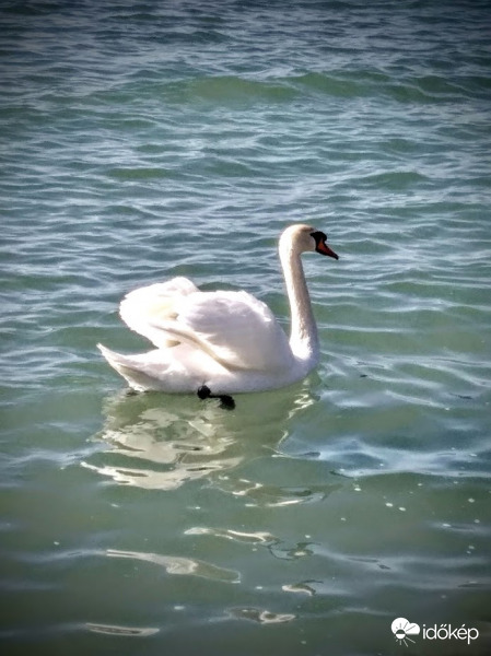 Hattyú a Balatonon 