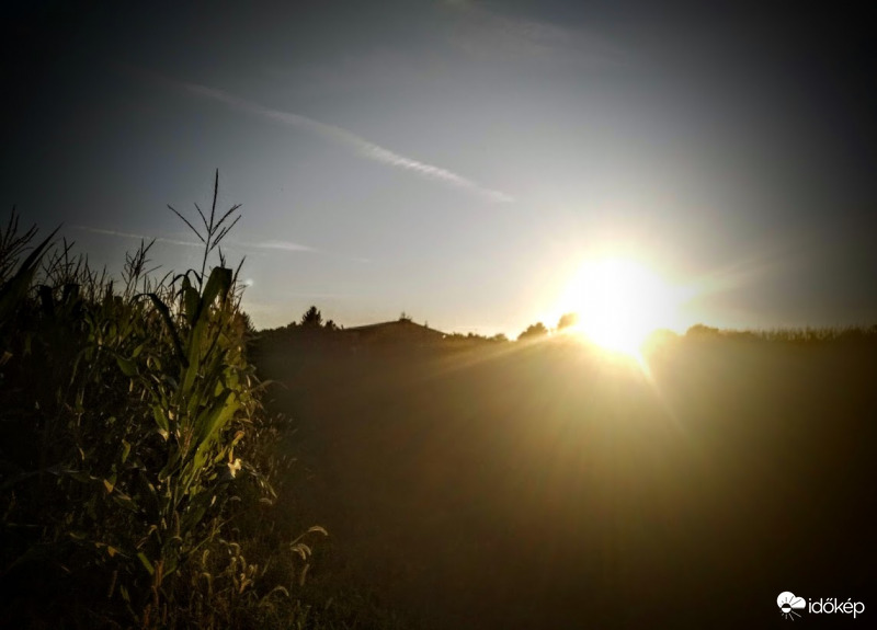Naplemente és a búzamező
