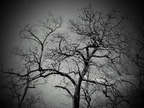 Kísértetfa :D