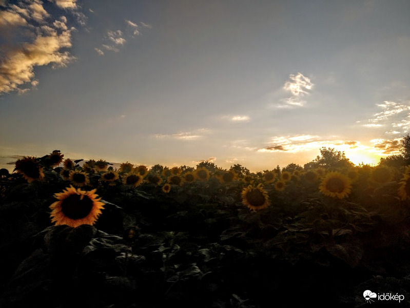 Napraforgós jó reggelt mindenkinek :)