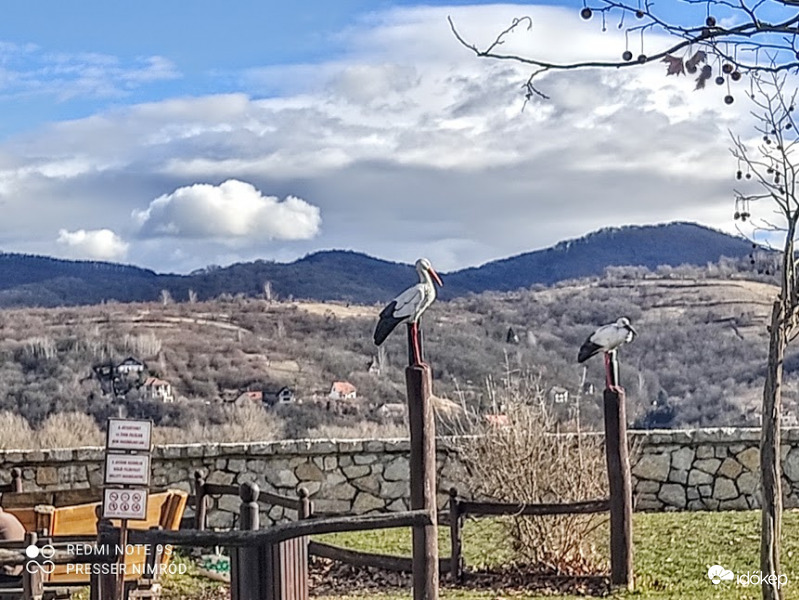 Ők itt voltak egész télen. Gólyaszobrok :)