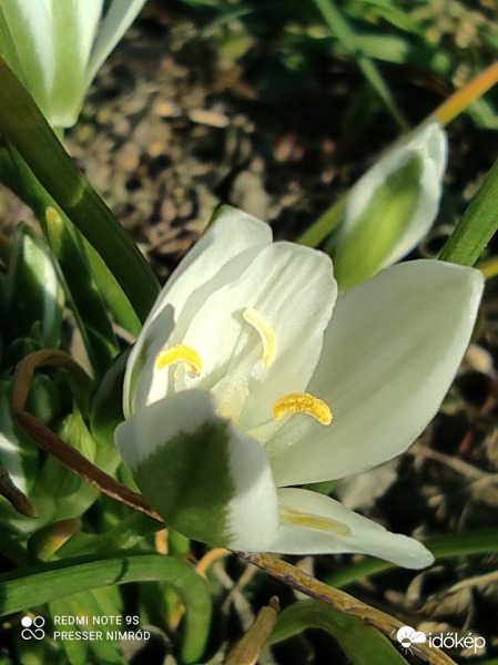 Liliom :)