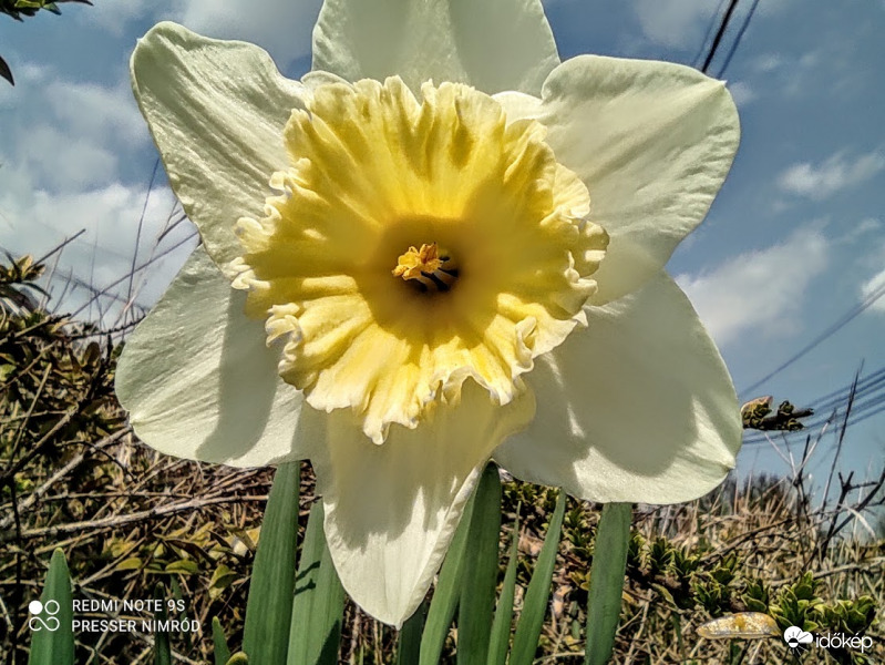 És végül: Nárcisz :) . Ezeket mind ma fotóztam :)