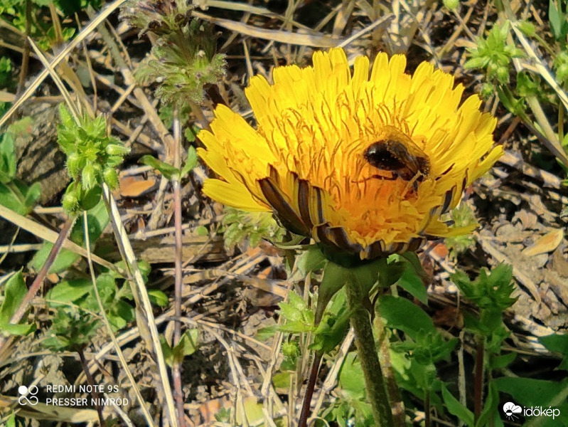 Kőműves méhecske a Gyermekláncfűben
