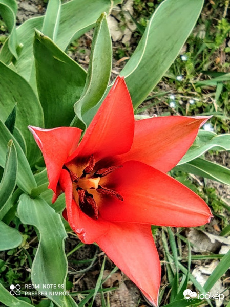 Kinyílt :) Tulipán