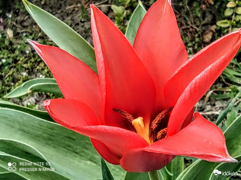 Pirosan izzó tulipán :)