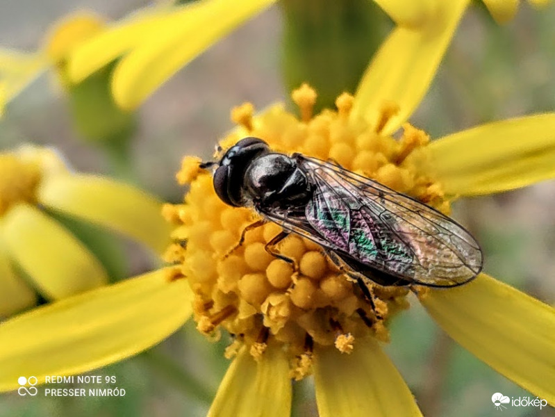 Hártyásszárnyú :)