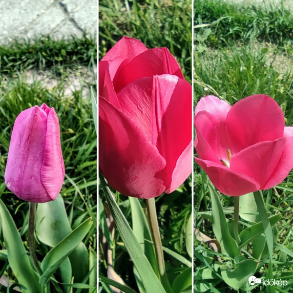 A tulipán kinyílásának folyamatai :). 1 hét megfigyelésének az eredménye :)