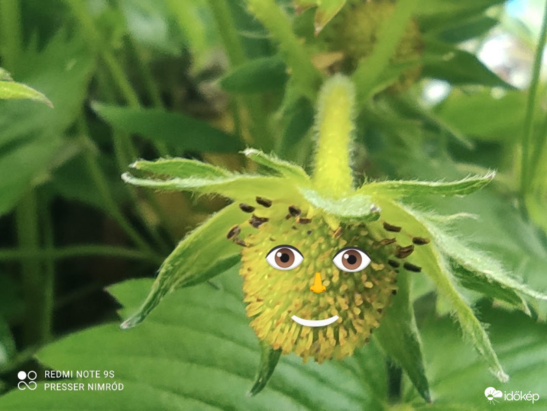 Még csak zöld színű vagyok, de majd ha felnövök, bepirosodom :)