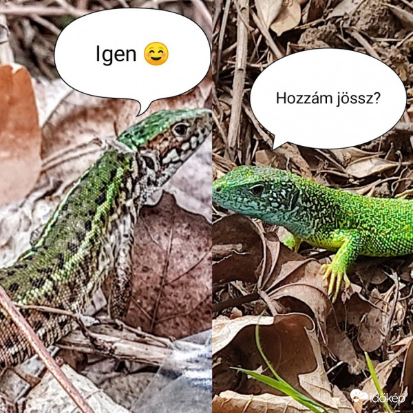 Gyík szerelem :)