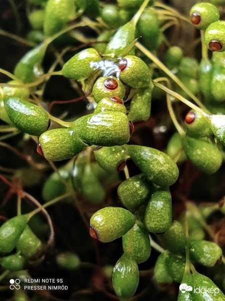 Mohák spóratartótokjai között