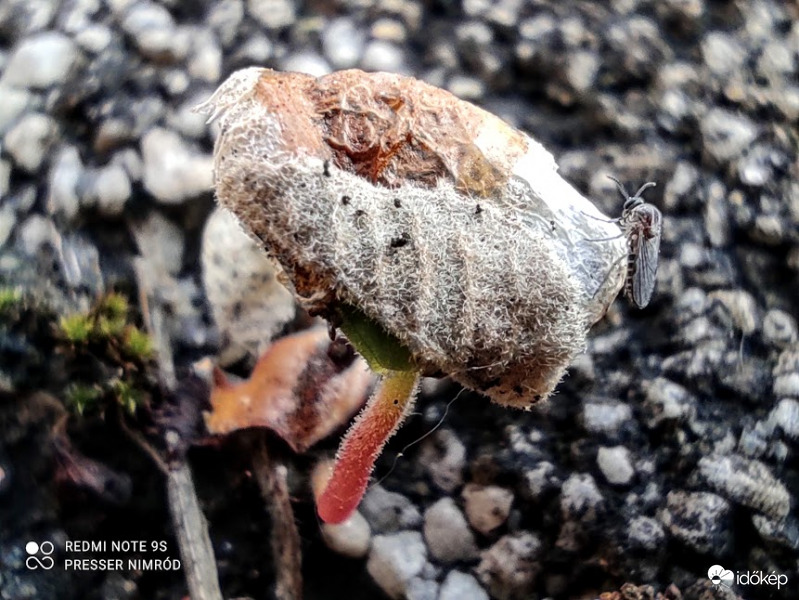 Az aszfaltból kinövő gomba és egy látogató