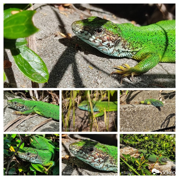 Zöld gyíkokban gazdag hónap :)