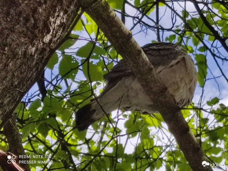 Ebben a nagy zűrzavarban mindenki elveszíti a fejét :)