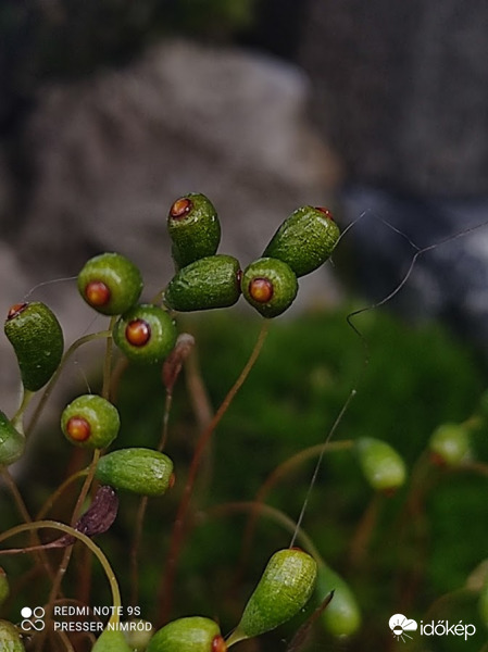 Mohák spóratartótokjai között