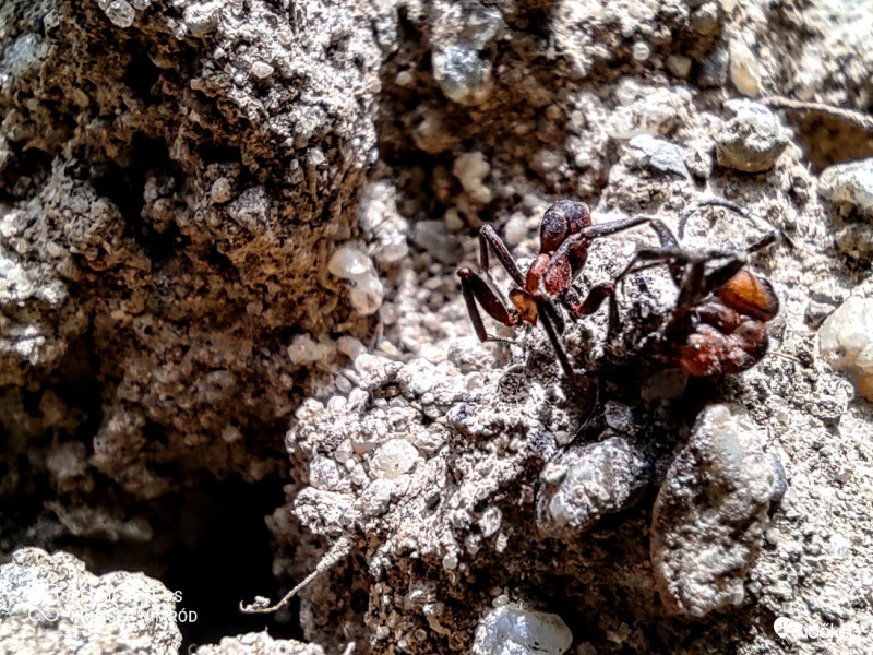 Vöröshangyák csatája