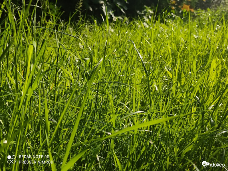 Fű :)