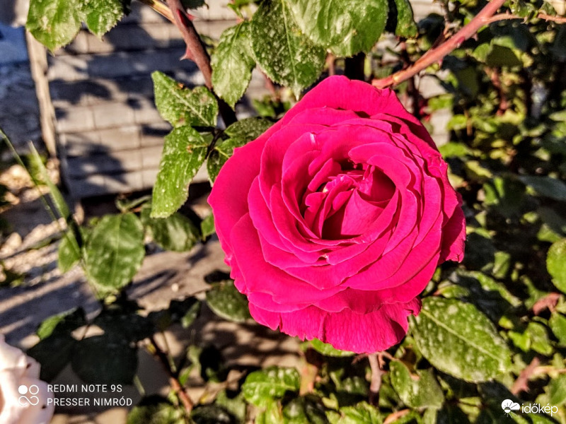 Ismét egy pirosló :)