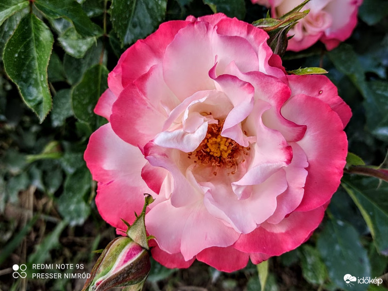 Több színben pompázik