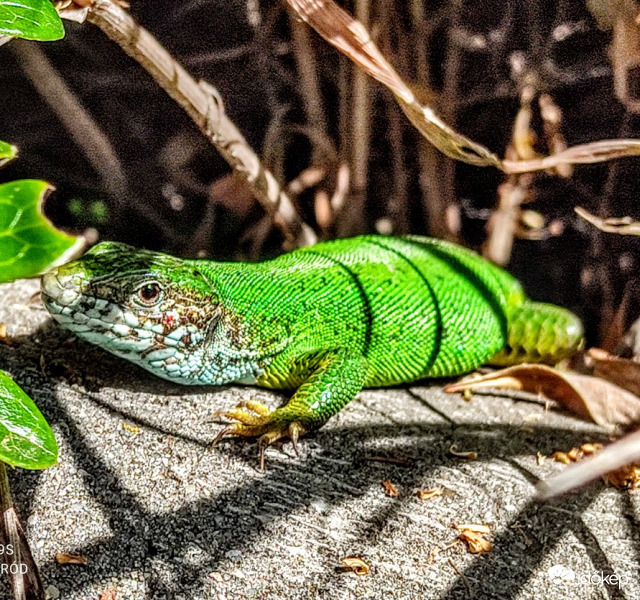 Ma is előjött :) :) 