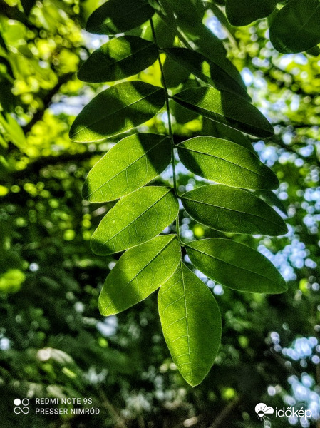 A természet és anp együttese