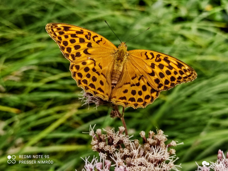 Nagy gyöngyházlepke (Argynnis paphia) :)