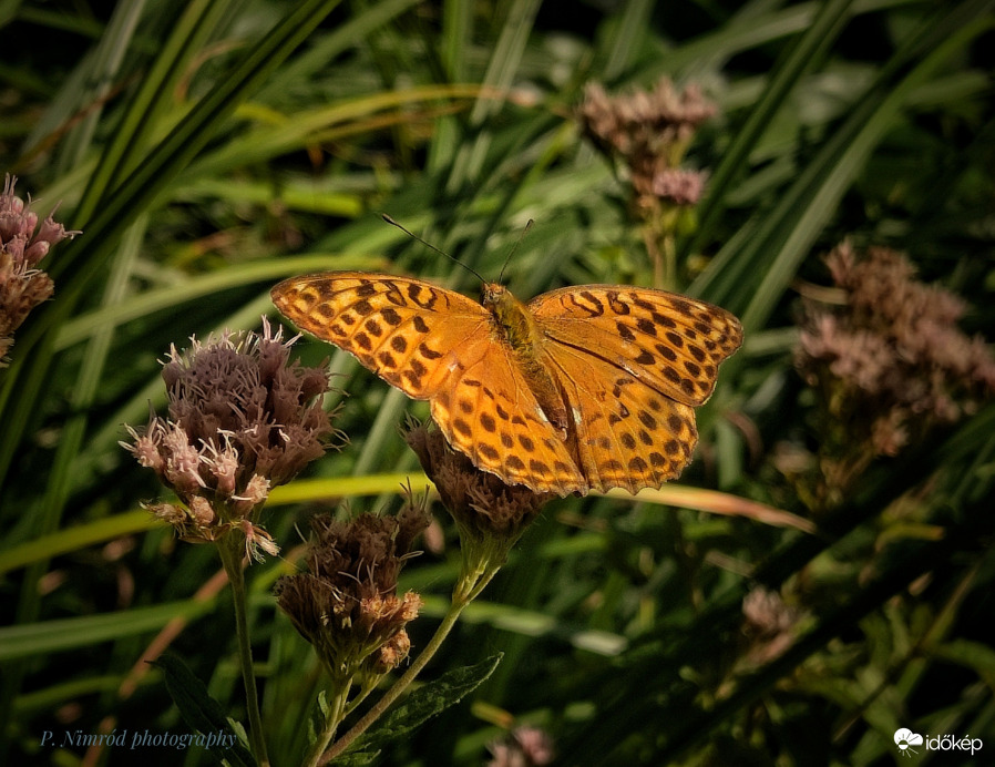 Nagy gyöngyházlepke (Argynnis paphia) :)