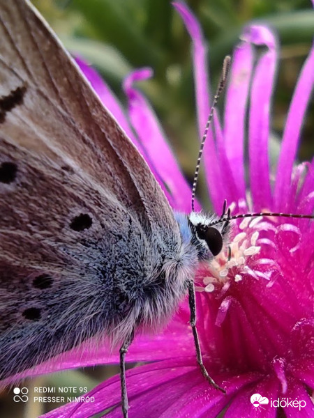 Ezzel a lepkével kívánok Mindenkinek gyönyörűszép napot és hetet :)
