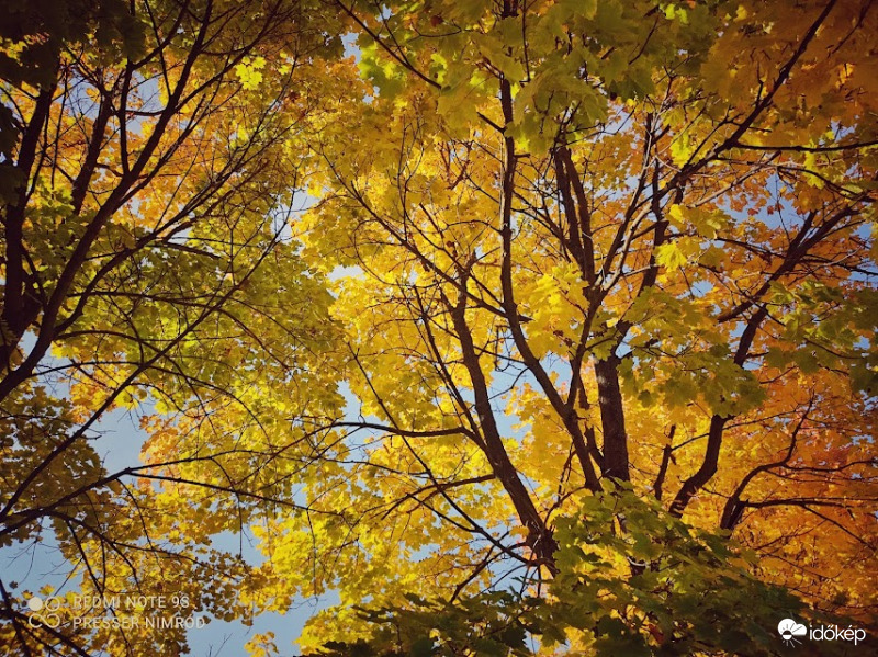 Az ősz csodája :) 