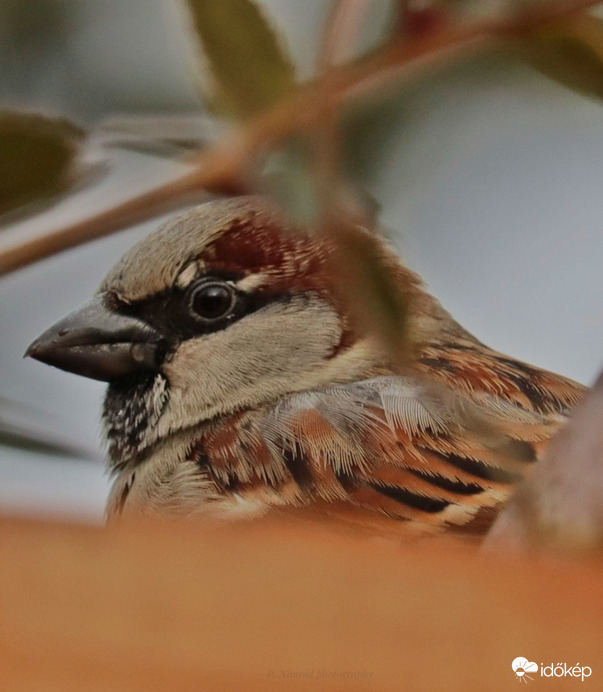 Veréb portré ☺️