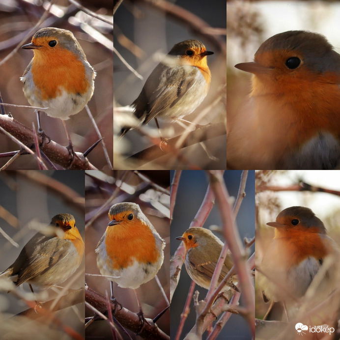 Vörösbegy összefoglaló ☺️