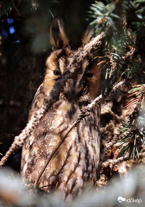 Én is találkoztam vele. Nagyon boldog vagyok, nagyon bakancslistás madár volt számomra ☺️. Erdei fülesbagoly ☺️
