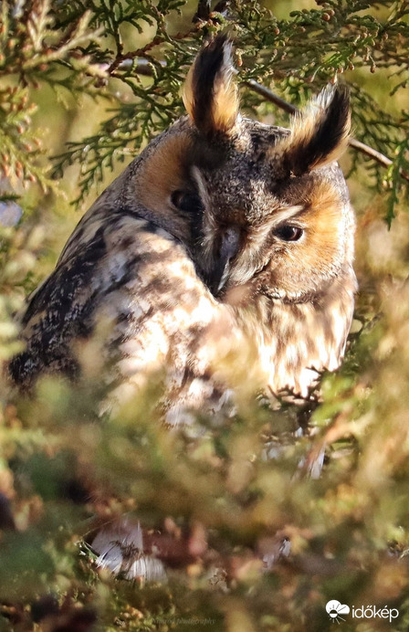 Jó fényekben tüdönklő :)