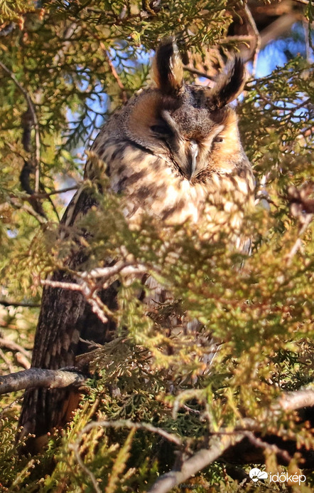 Erdei fülesbagoly ☺️
