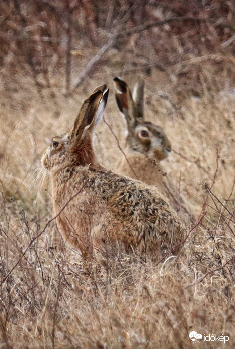 Megduplázódott :D :D