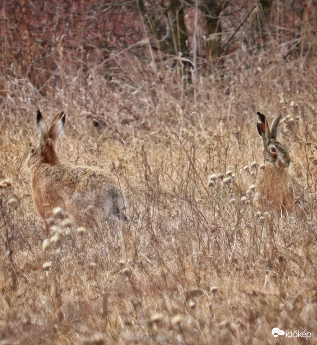 Ma sikerült végre lefotózni őket ☺️☺️☺️