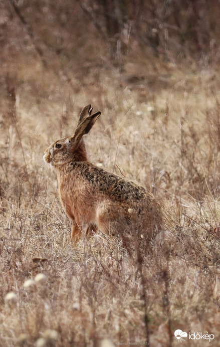 Véletlen találkozás a nyuszikkal ☺️☺️☺️