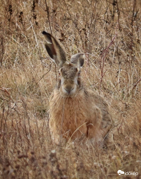 Te meg ki vagy? ☺️