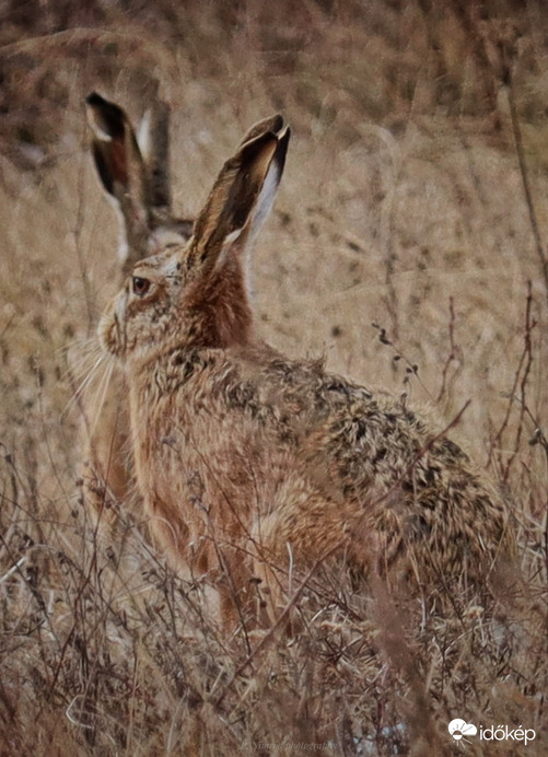 A híres négyfülű nyúl :-D , vagy mégsem ☺️☺️
