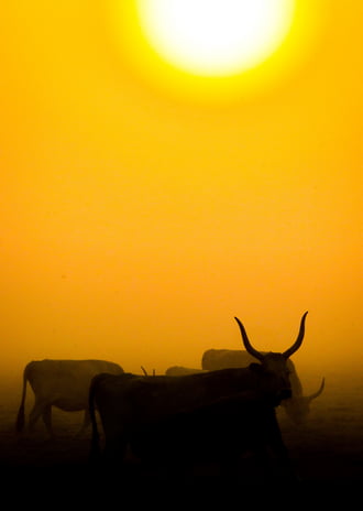 Reggel a magyar ugaron 